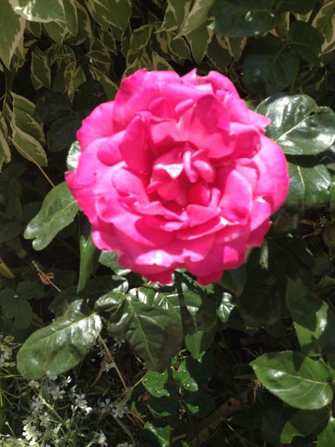 リヨンLe Jardin Croix Roussienアパートメント エクステリア 写真